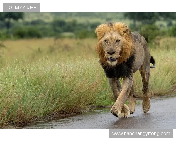 非洲雄狮崛起背后的故事与挑战探秘以及生态保护的迫切呼声 - 副本 非洲雄狮崛起背后的故事与挑战探秘以及生态保护的迫切呼声 - 副本